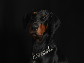 Portrait of a Dobermann with uncropped ears
