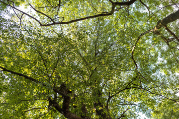 Tree crowns with green leaves