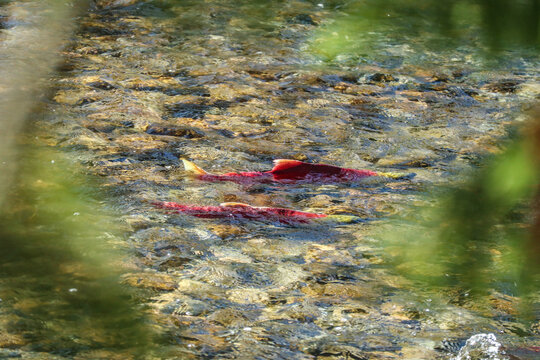 Adams River Sockeye Salmon Spawning 