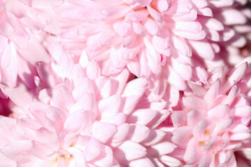 Beauty gentle pink chrysanthemums, beauty in nature
