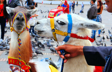 Tourism, buildings and architecture of Colombia, alpacas entertain tourists