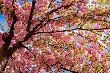pink cherry tree