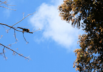 A flock of wild monkeys jump from one tree to another