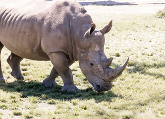 Obraz premium endangered white rhino