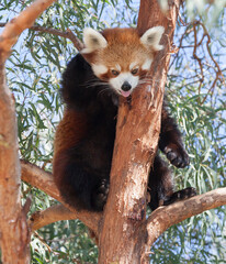 Red Panda