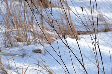 Closeup of snow covered dry grass in winter. Frozen dead wild plants