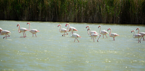 Group of flamingos in lagoon of river in spring day..