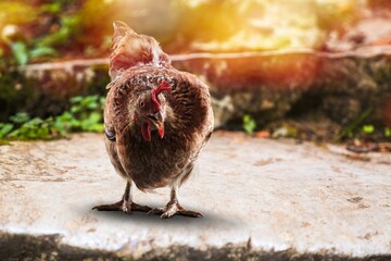 The agriculture concept. Young hen on outdoor background