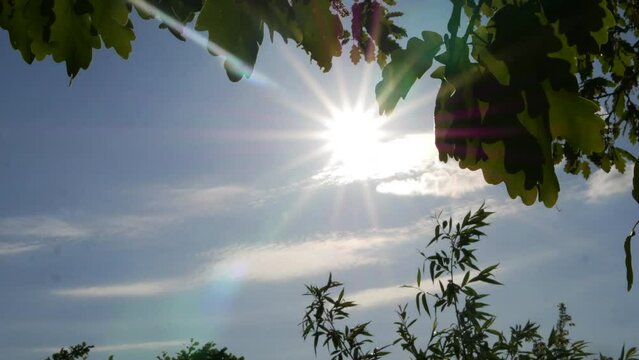 Sunshine Blue Sky Time Lapse with Oak Tree Leaf Bamboo Plant