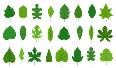 Green leaf flat floral icon set. Eco nature organic leaves of oak birch maple, tropical monstera, poplar ash aspen chestnut tea sprout isolated on white. Forest plant foliage herbal deciduous tree