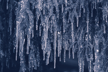 Spruce in icicles. Beautiful icicles flowing down the branches. A tree in ice. Frozen fir needles