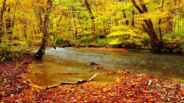 Dramatic view of many red maple leaves and flowing water in a forest in autumn or fall, Oirase River in Aomori Prefecture in Japan, Travel or vacation