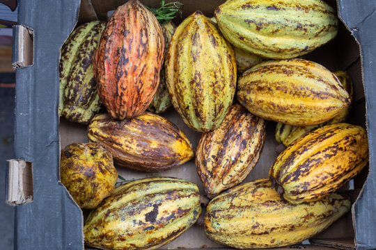 Cacao en caja de cartón 