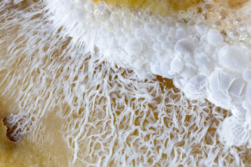 Fruit fermentation macro zoom fungus - obrazy, fototapety, plakaty