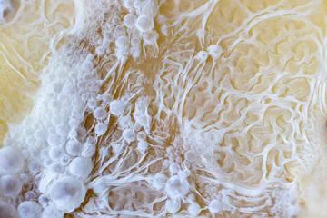 Fruit fermentation macro zoom fungus