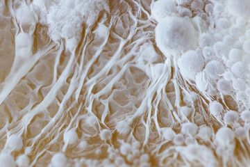 Fruit fermentation macro zoom fungus