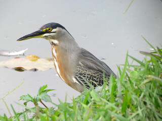 Butorides striata - Socozinho no lago do Parque do Ibirapuera - São Paulo