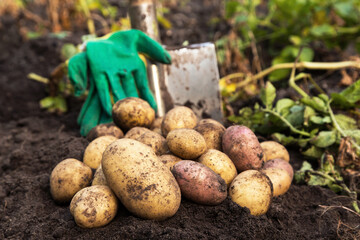 Organic dirty potato harvest close up. Freshly harvested potatoes with shovel and gloves on soil, ground in farm garden