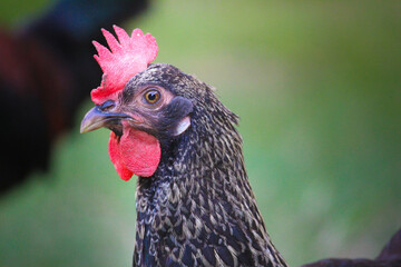 Portrait of a Hen, High quality photo
