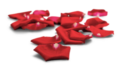 Red Rose Petals