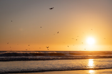 Seagulls in the california sunset