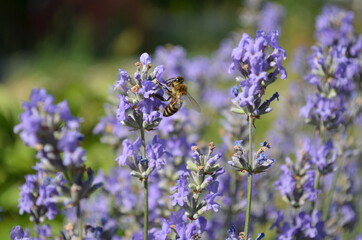 Honey bee pollinates garden lavender flowers on a summer day.