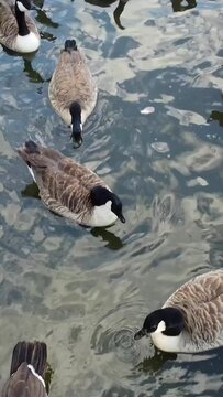 Vertical Portrait Footage of Geese and Seagull are at the Edge of Lake Water at a Local Public Park