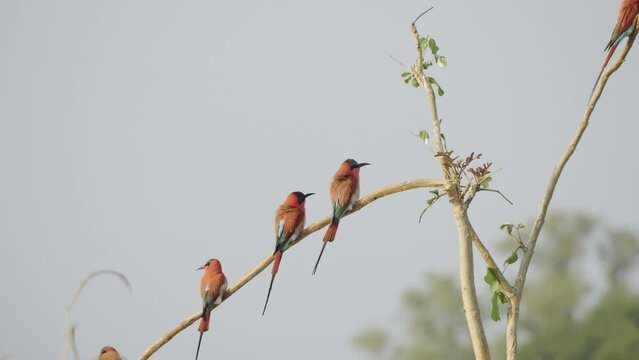 Incredible close-up of a flock of wild carmine bee-eater on a plant branch.