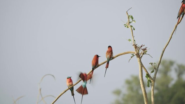 Incredible close-up of a flock of wild carmine bee-eater on a plant branch.