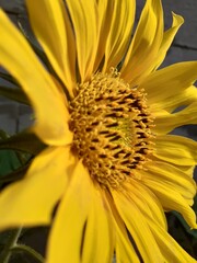 Close up of beautiful yellow flower Sun ,blooming, fresh and bright. Sunflower backgrounds.