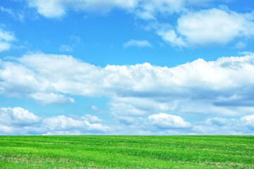 Beautiful green field under blue sky with clouds