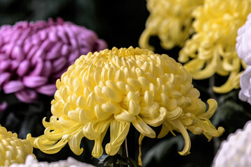 色とりどりの菊