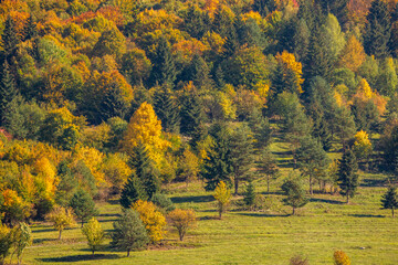 autumn in the forest
