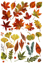 紅葉、秋の落ち葉の水彩風イラスト素材
