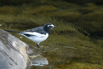 日本固有種のセグロセキレイ