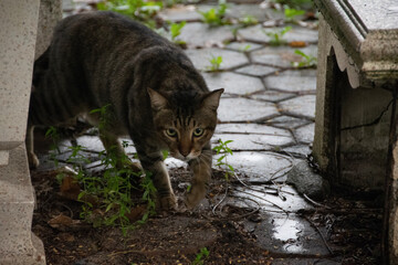 cat in the garden