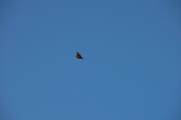 paragliding in the sky