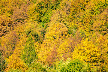 autumn forest in the mountains