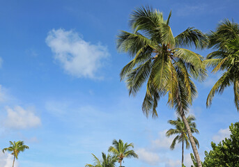 Palm trees on blue sky - Bahamas