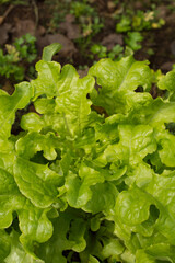 close up of leafy green lettuce with fresh dew or rain on leafy green leaves growing in organic garden vertical format room for type healthy food vertical background or backdrop bright green lettuce 