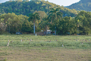 wallabies in australia 