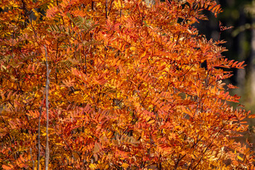 autumn leaves in the forest