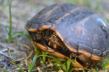 Wildlife little turtle in a grass field photo picture image