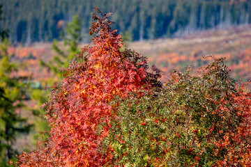 red autumn forest