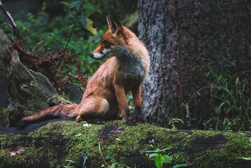 Der Fuchs