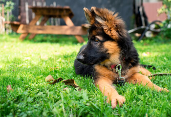 A dog of the German Shepherd breed lies on green grass on a blurred background of trees. The puppy is three months old and moves sideways. The photo is blurred.