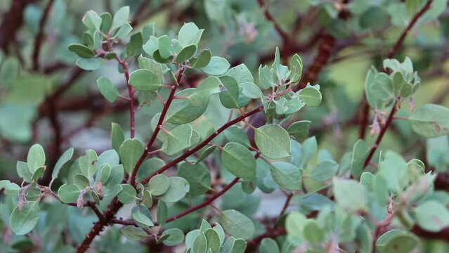 Green simple alternate distally mucronulate proximally broad-rounded uncurved entire trichomatic elliptic leaves of Arctostaphylos Parryana, Ericaceae, native in the San Emigdio Mountains, Autumn.