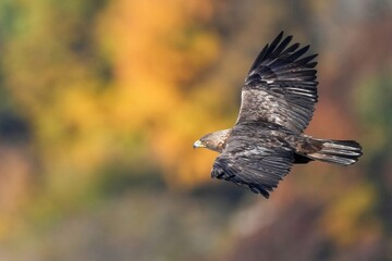 黄葉バックに悠然と飛ぶイヌワシ成鳥