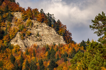 autumn forest in the mountains