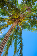 Fototapeta premium Fresh green coconut on the coconut tree, coconut cluster on coconut palm tree with clear blue sky as background.